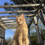 Foto del gato perdido en Nort Sur Erdre