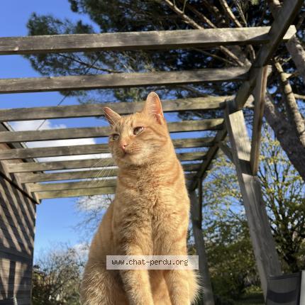 Foto 1/1 Finn Chat perdido en Nort sur erdre