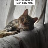 Foto del gato perdido en Cordoba Capital