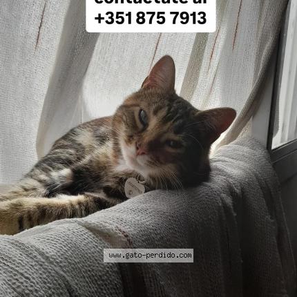 Foto 1/1 Padme Chat perdido en Cordoba capital