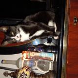 Foto del gato perdido en Denver