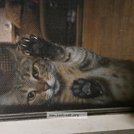 Foto 1/1 Sasha Chat perdido en Pasadena