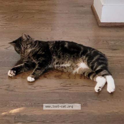 Foto 1/1 Bella Chat perdido en Montevallo