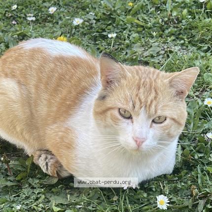 Foto 1/1 Cacahuète Chat perdido en Goussainville