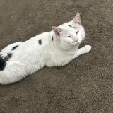 Foto del gato perdido en Helendale