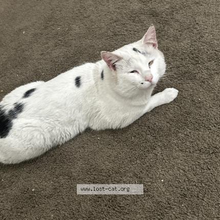 Foto 1/1 Sushi Chat perdido en Helendale