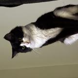 Foto del gato perdido en Orlando