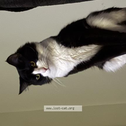 Foto 1/1 Grumpy Chat perdido en Orlando