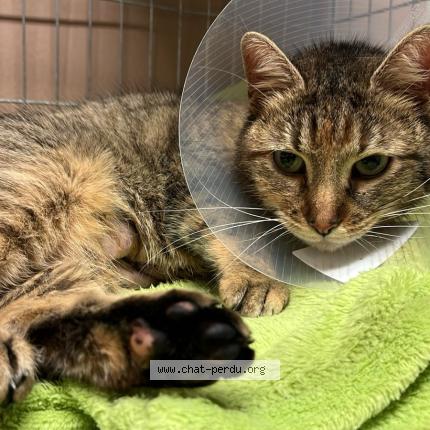 Foto 1/1 Tigrette Chat perdido en Houilles