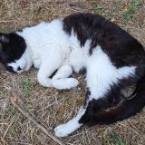 Foto del gato perdido en Colomiers