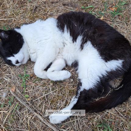 Foto 1/1 Lounty Chat perdido en Colomiers