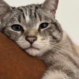 Foto del gato perdido en Chenee