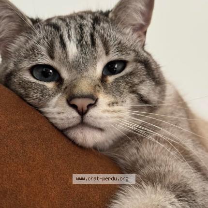 Foto 1/1 Matoaka Chat perdido en Chenee