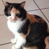 Foto del gato perdido en Macon