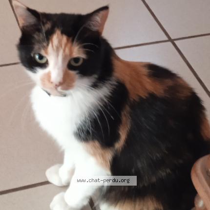 Foto 1/1 Plume Chat perdido en Macon