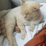 Foto del gato perdido en Livry Gargan