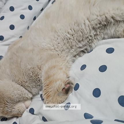 Foto 2/3 John snow Chat perdido en Livry gargan