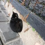 Foto de gato encontrado en Clermont Ferrand