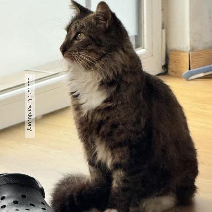 Foto 1/1 Gato encontrado Encontrado en Lille