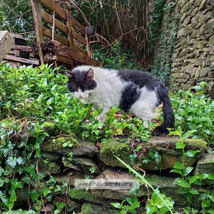 Foto 1/5 Gato encontrado Encontrado en Ploneour lanvern