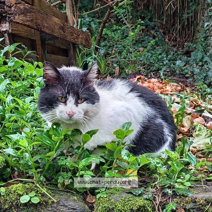 Foto 2/5 Gato encontrado Encontrado en Ploneour lanvern
