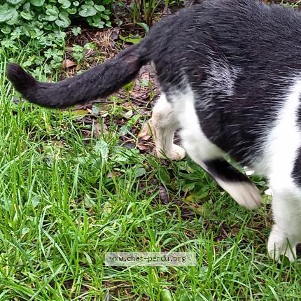 Foto 3/5 Gato encontrado Encontrado en Ploneour lanvern