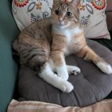 Foto del gato perdido en Villeneuve Le Roi