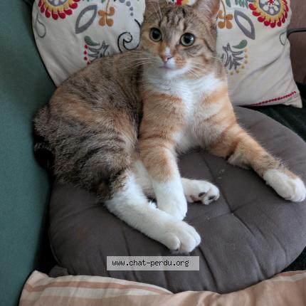 Foto 1/1 Ayra Chat perdido en Villeneuve le roi
