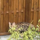 Foto de gato encontrado en Villejuif