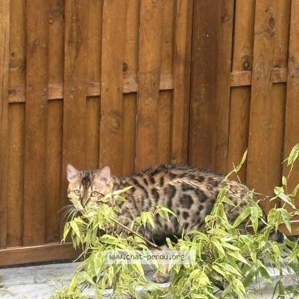 Foto 1/1 Gato encontrado Encontrado en Villejuif