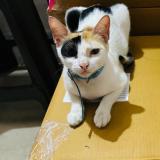 Foto del gato perdido en Mumbai