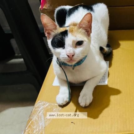 Foto 1/1 KANNU Chat perdido en Mumbai