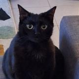 Foto del gato perdido en Lyon