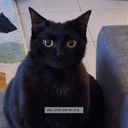 Foto 1/1 Kirby Chat perdido en Lyon