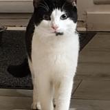 Foto de gato encontrado en Joue Les Tours