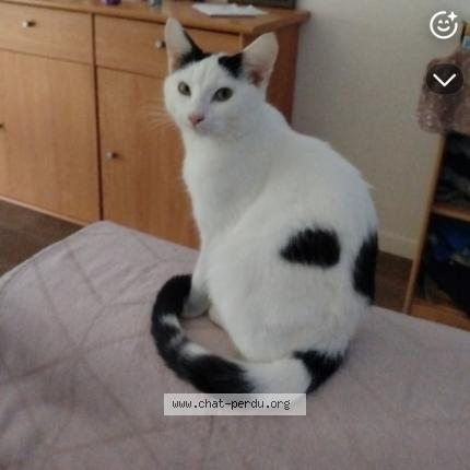 Foto 1/1 Vanessa Rougeau Chat perdido en Izon