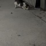 Foto de gato encontrado en Saint Etienne