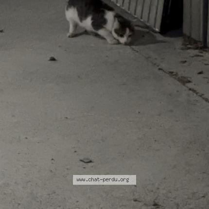 Foto 1/1 Gato encontrado Encontrado en Saint etienne