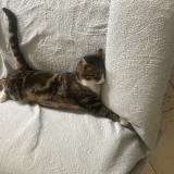 Foto del gato perdido en Ardillieres