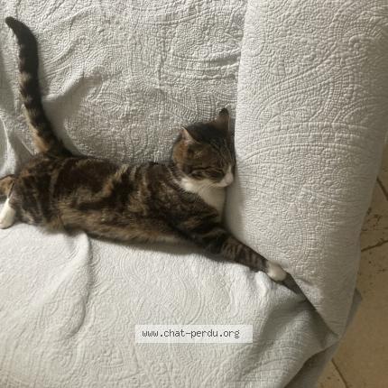 Foto 1/1 Filou Chat perdido en Ardillieres