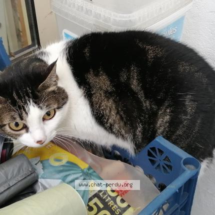 Foto 1/1 Gato encontrado Encontrado en Chambly