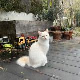Foto del gato perdido en Schaerbeek