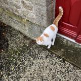 Foto de gato encontrado en Le Parc