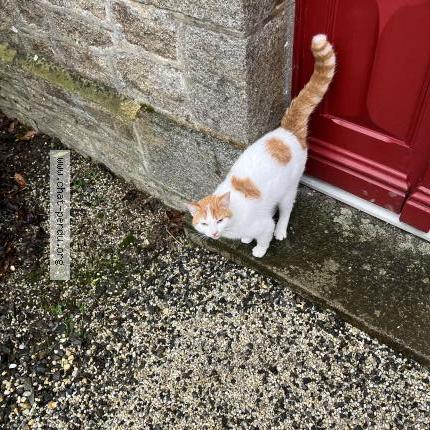 Foto 1/1 Gato encontrado Encontrado en Le parc