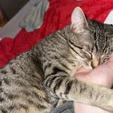 Foto del gato perdido en Meistratzheim