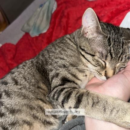 Foto 1/1 Athena Chat perdido en Meistratzheim