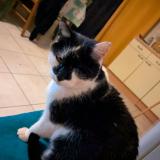 Foto del gato perdido en Missillac