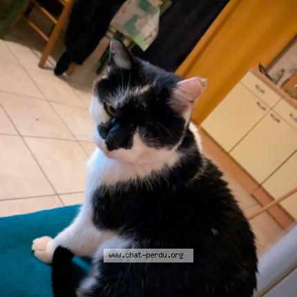 Foto 1/1 Felix Chat perdido en Missillac