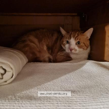 Foto 1/1 Gabin Chat perdido en Chelles