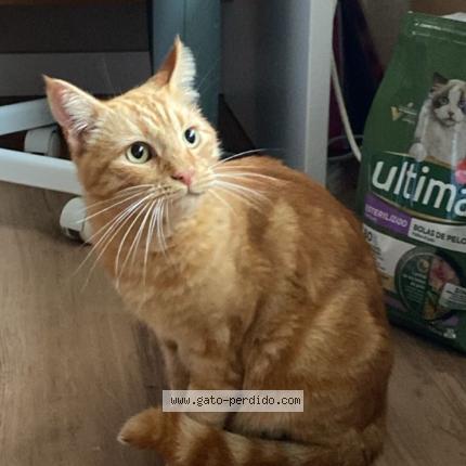 Foto 1/1 Laure Chat perdido en Alicante
